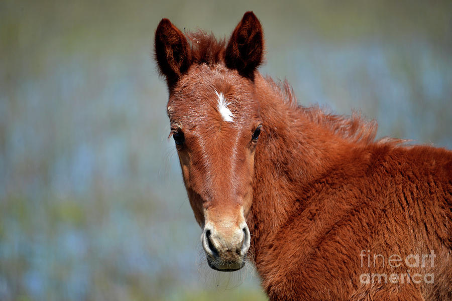 Horse Photograph - Frisky Foal by Denise Bruchman