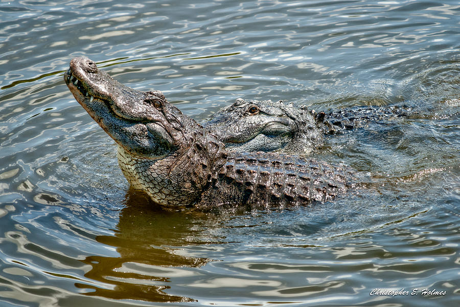 Alligator Photograph - Frisky in Florida by Christopher Holmes