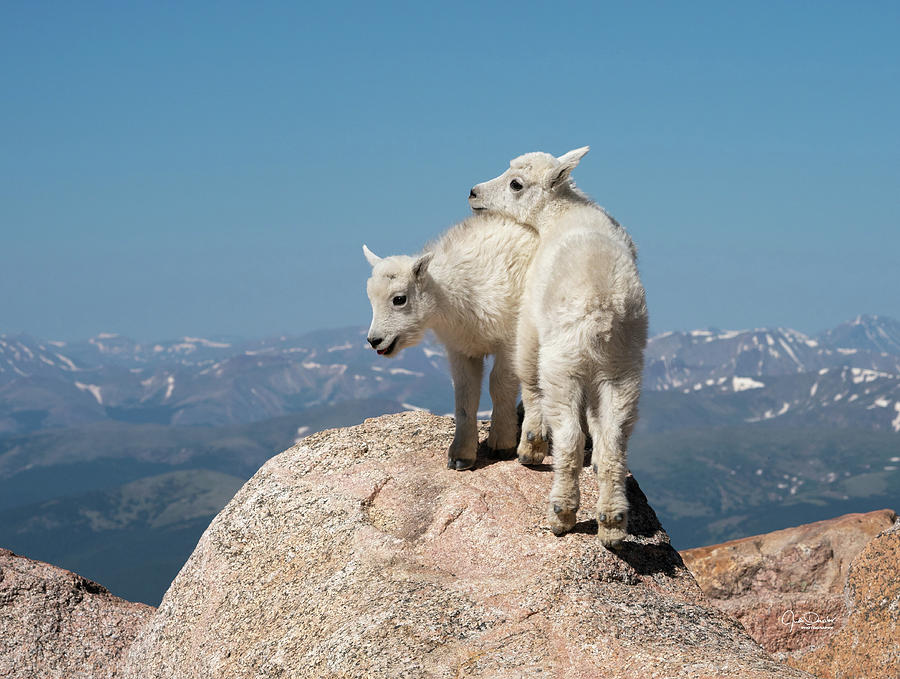 Frisky Mountain Goat Babies Photograph by Judi Dressler