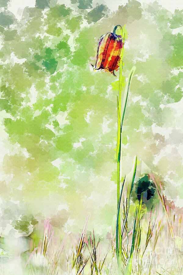 Fritillaria Digital Art by Hernan Bua