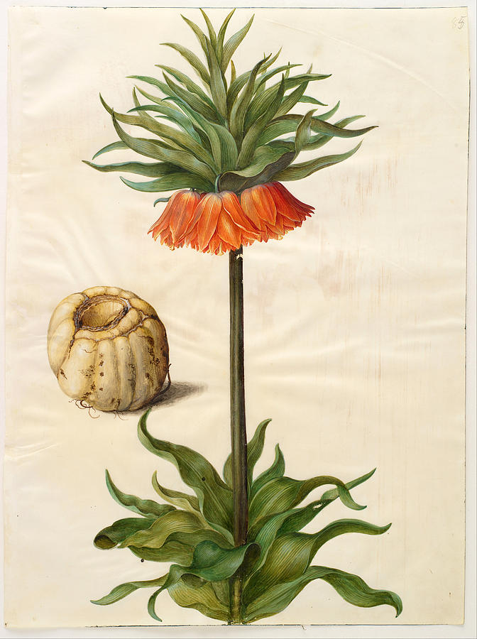 Fritillaria imperialis Drawing by Johannes Simon Holtzbecher