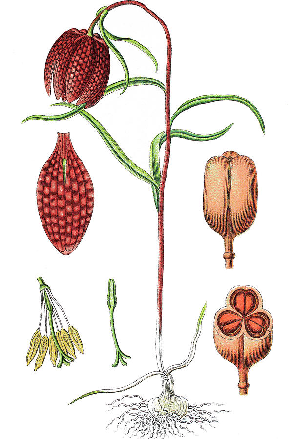 Vintage Drawing - Fritillaria meleagris, asnakes head fritillary, snakes head, c by Bildagentur-online