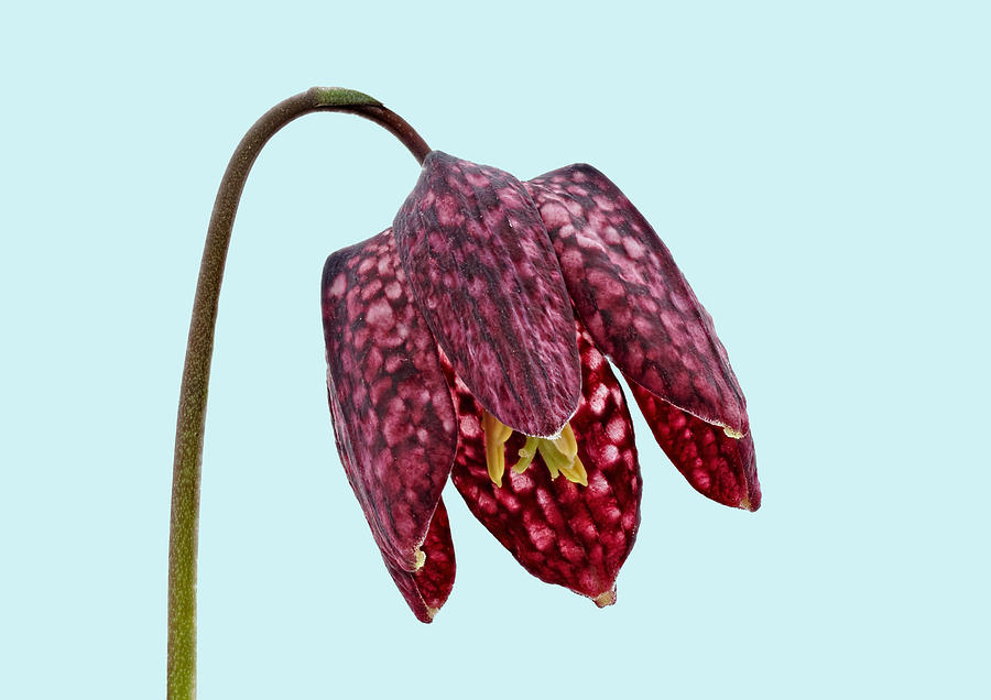 Flowers Still Life Photograph - Fritillaria meleagris - Blue Background by Paul Gulliver