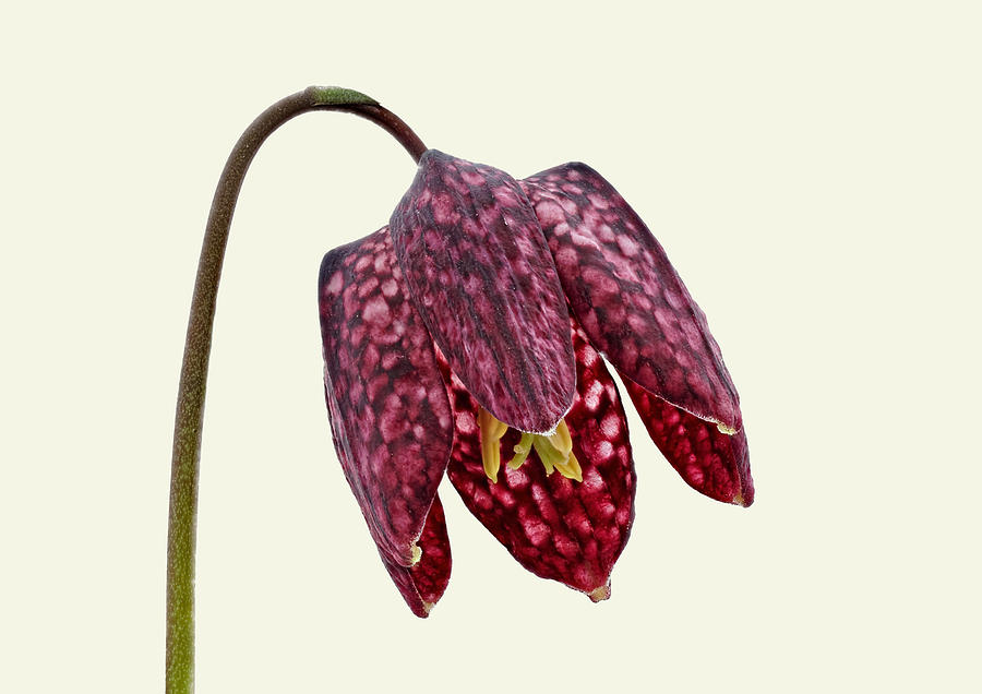 Fritillaria meleagris - Cream Background by Paul Gulliver Fritillaria meleagris - Cream Background by Paul Gulliver