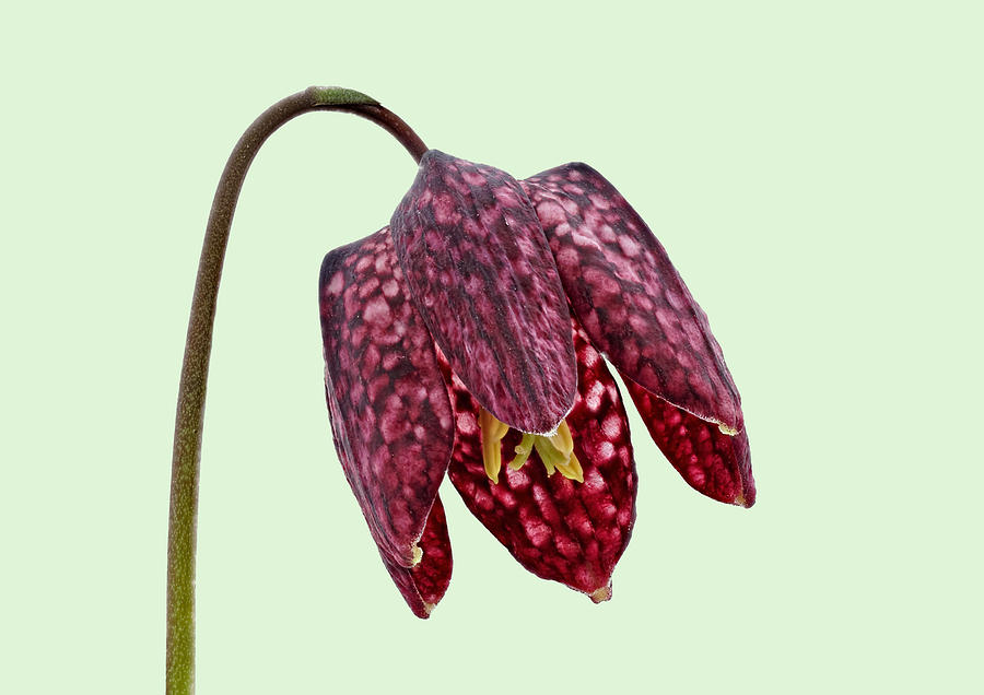 Fritillaria meleagris - Green Background by Paul Gulliver Fritillaria meleagris - Green Background by Paul Gulliver