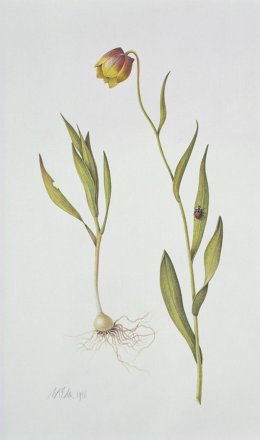 Still Life Painting - Fritillaria Michailovsky by Margaret Ann Eden