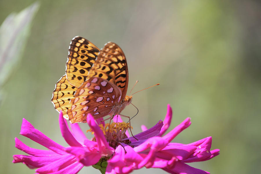 Fritillary 1 Photograph by Brian Hale