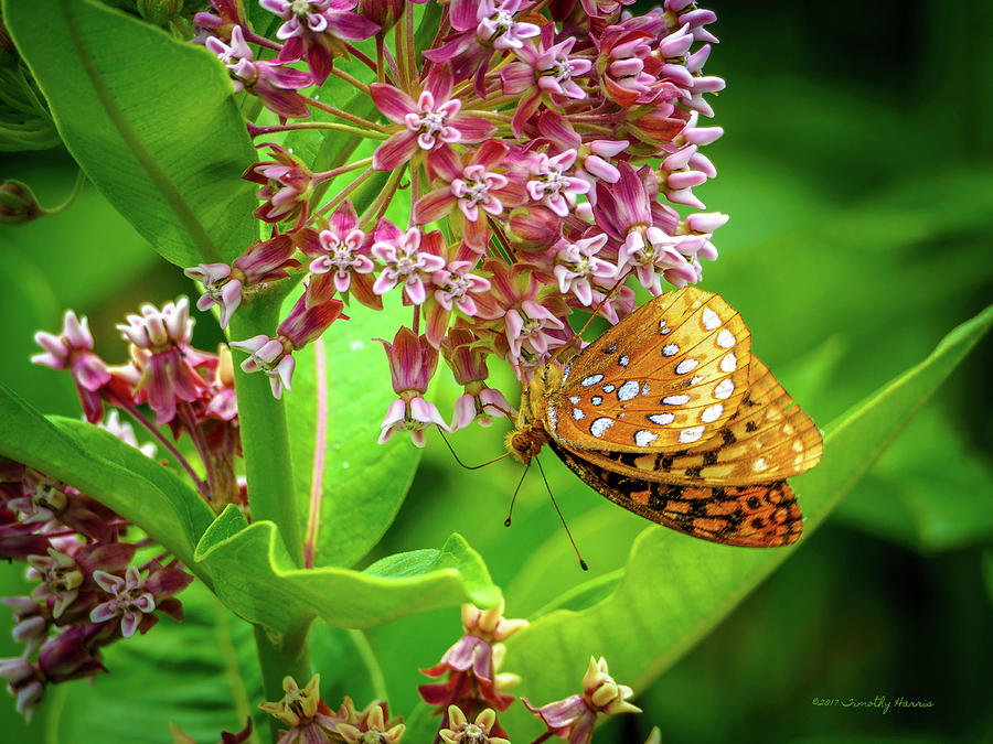 Fritillary 29 by Timothy Harris Fritillary 29 by Timothy Harris
