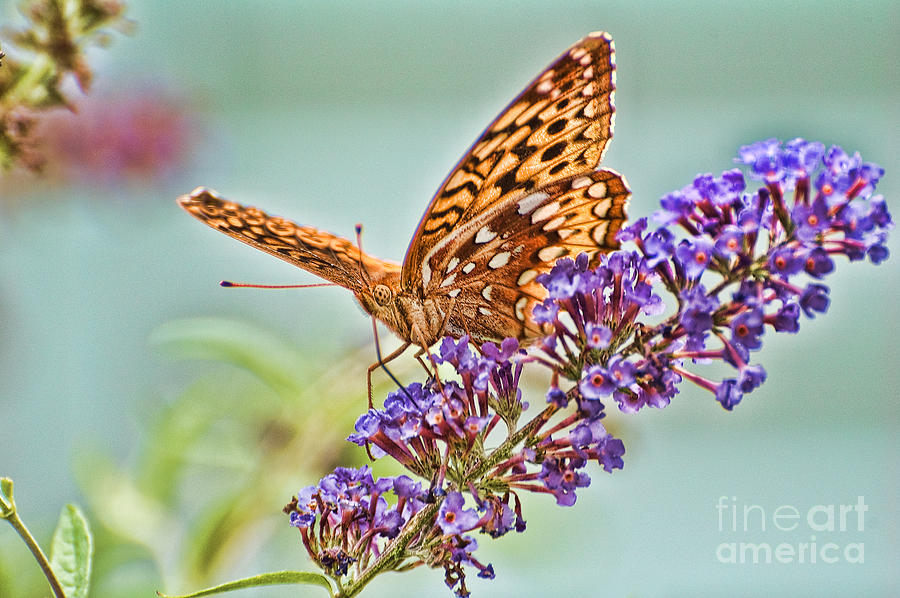 Fritillary Butterfly 2 Photograph by Edward Sobuta