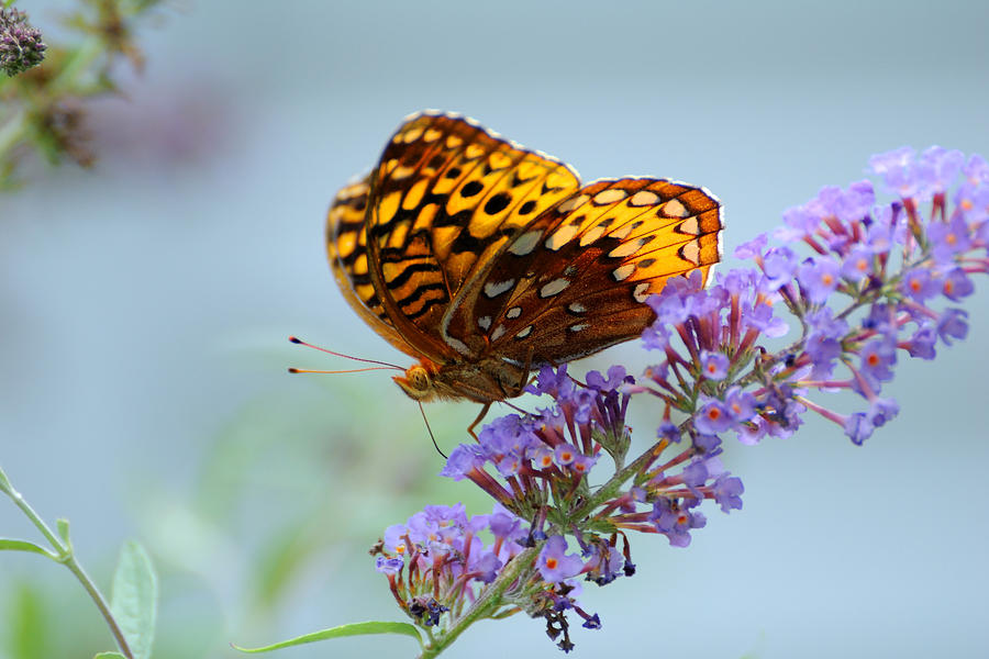 Butterfly Photograph - Fritillary Butterfly by Edward Sobuta