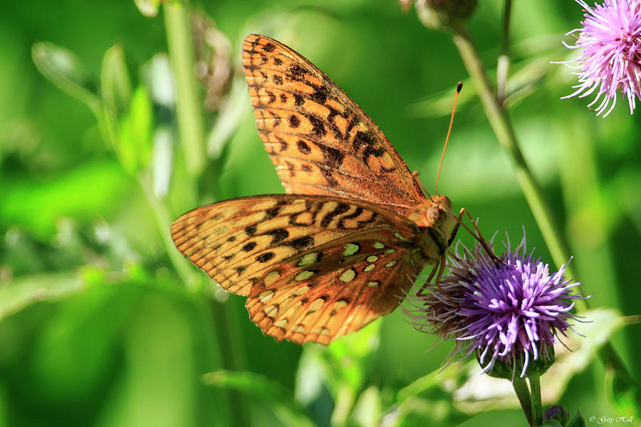 Fritillary Butterfly Photograph by Gary Hall