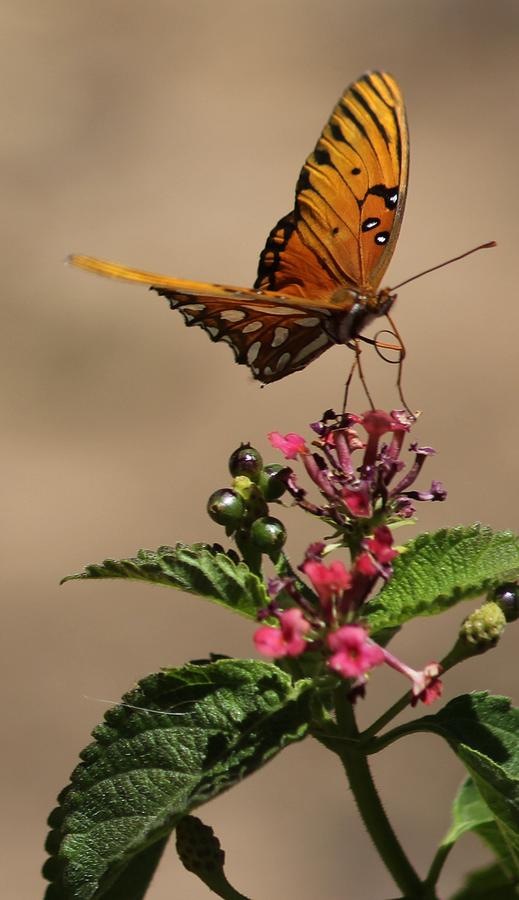 Fritillary butterfly Photograph by Liz Vernand