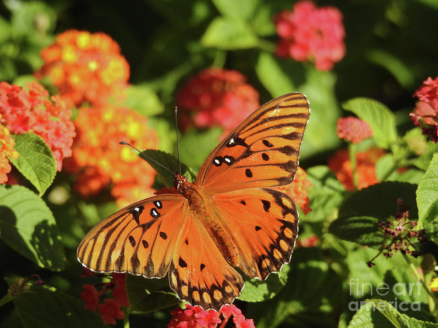 Fritillary Butterfly Macro Photograph by Scott Cameron