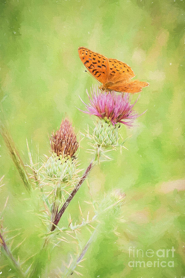Fritillary Butterfly on Thistle Photograph by Marianne Jensen
