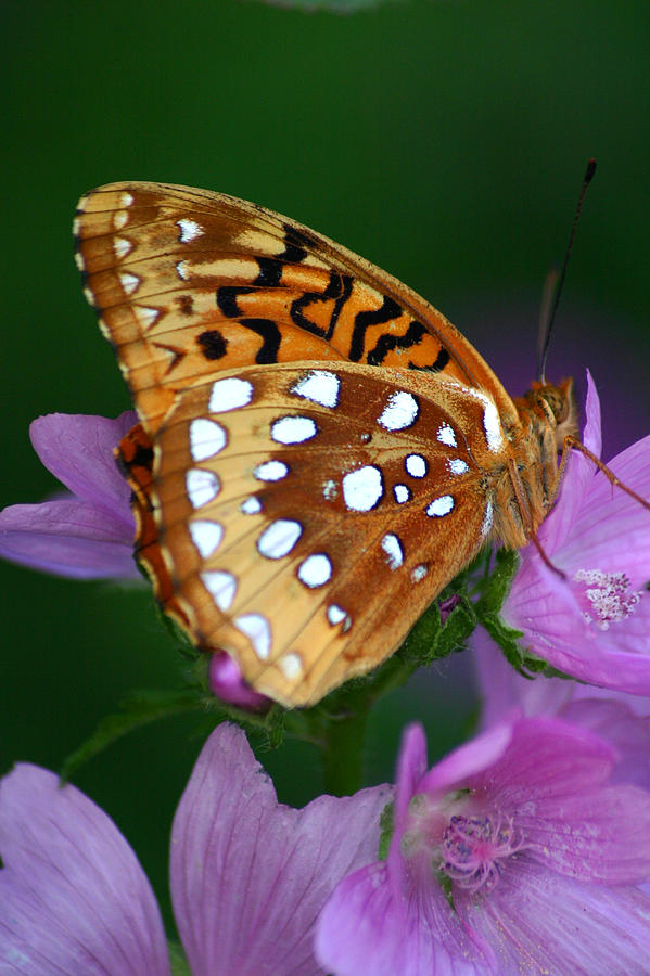 Fritillary Butterfly on Wild Geranium Photograph by Brook Burling