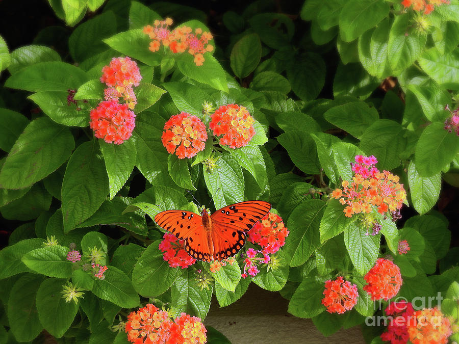 Fritillary Butterfly Photograph by Scott Cameron
