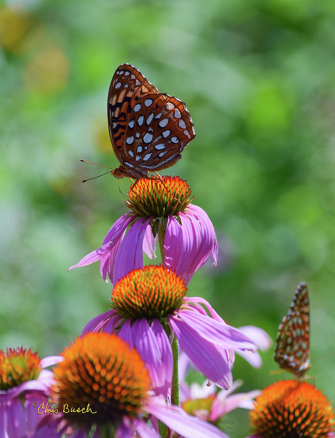 Fritillary Buttterfly by Chris Busch Fritillary Buttterfly by Chris Busch