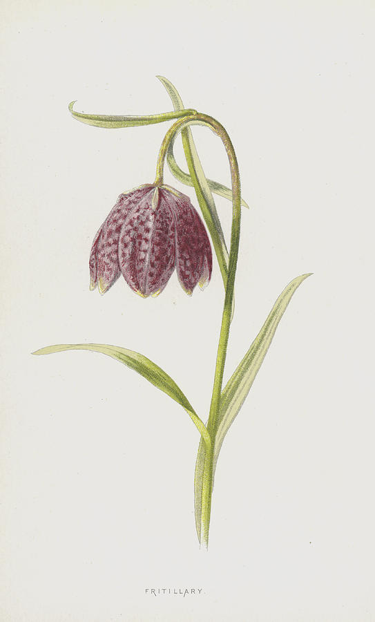 Fritillary Painting by Frederick Edward Hulme | Fine Art America