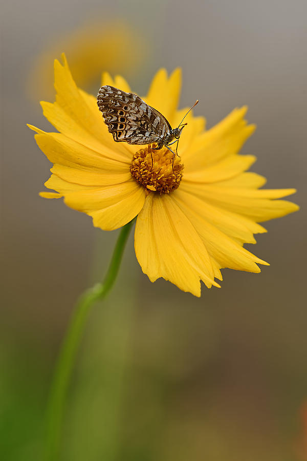Fritillary on Coreopsis Photograph by Robert Charity
