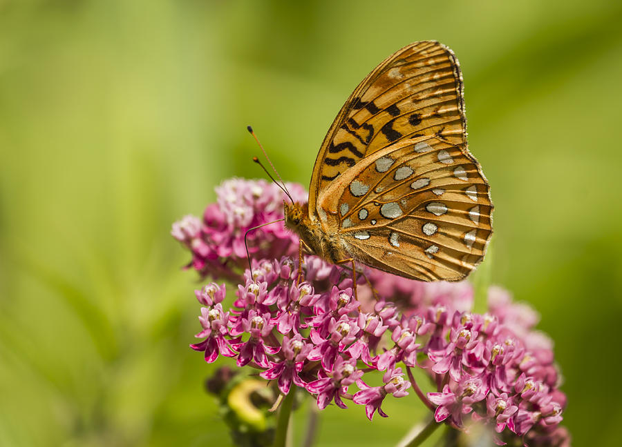 Fritillary On Milkweed 2014-1 Photograph by Thomas Young