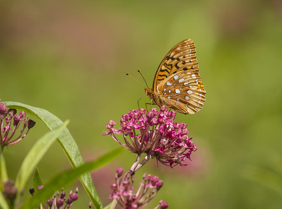 Fritillary On Milkweed 2014-2 Photograph by Thomas Young