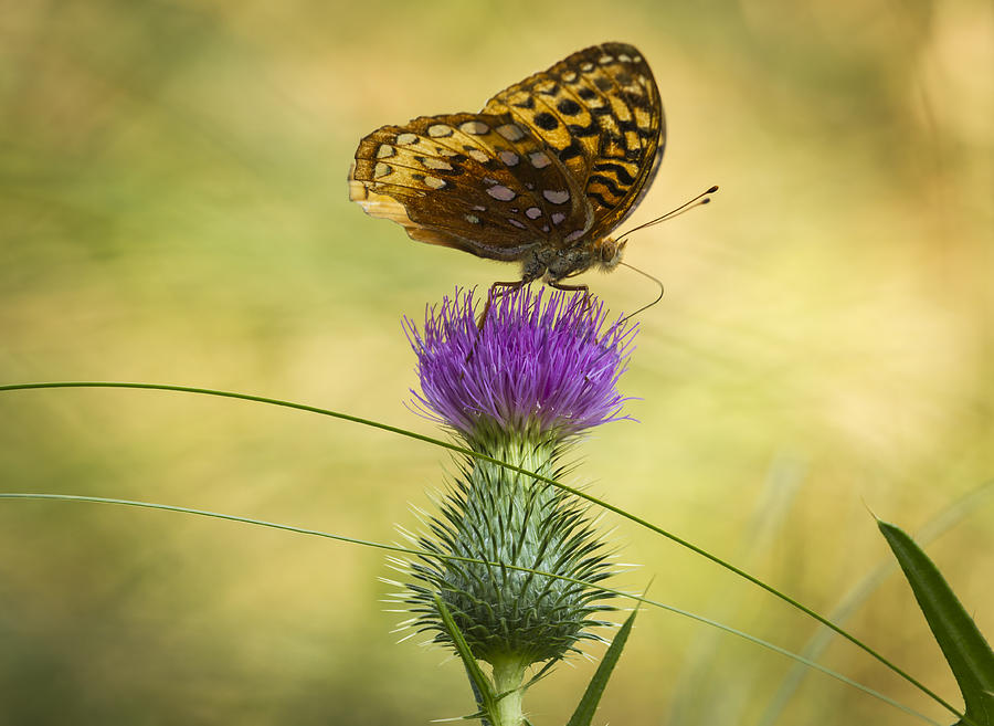 Fritillary On Thistle 2013-2 Photograph by Thomas Young