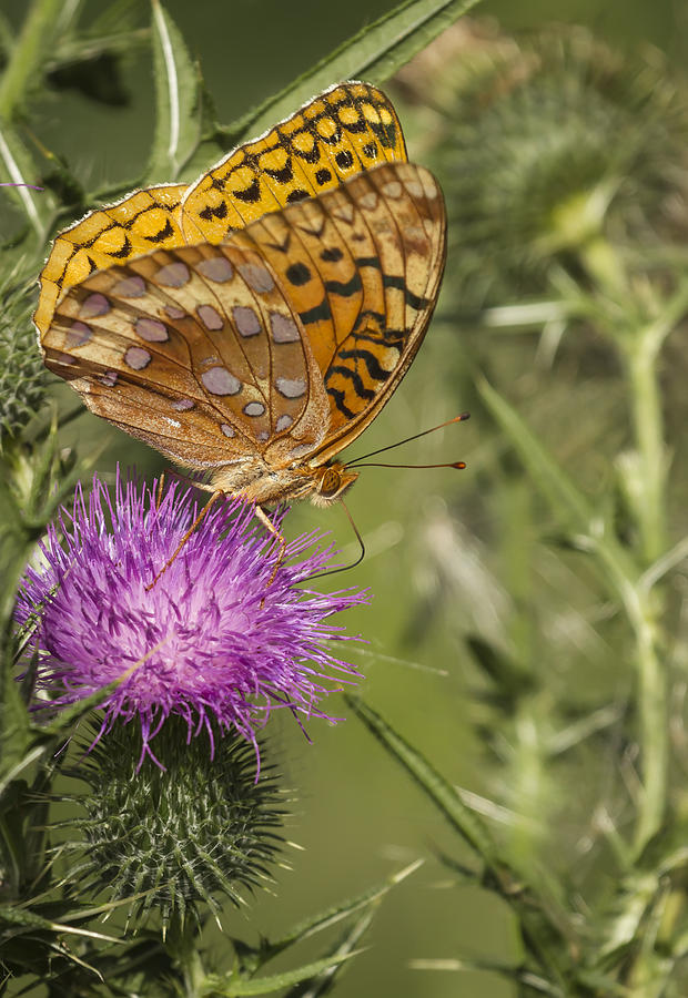 Fritillary On Thistle 2013-3 Photograph by Thomas Young