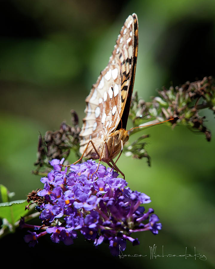 Fritillary by Roman Wilshanetsky Fritillary by Roman Wilshanetsky