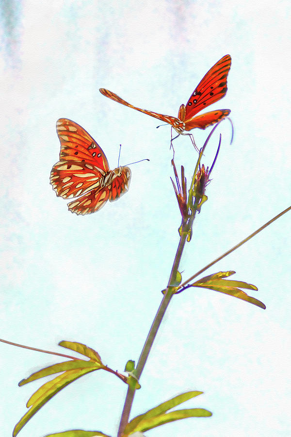 Butterfly Photograph - Fritillary Watercolor by Thomas Morris