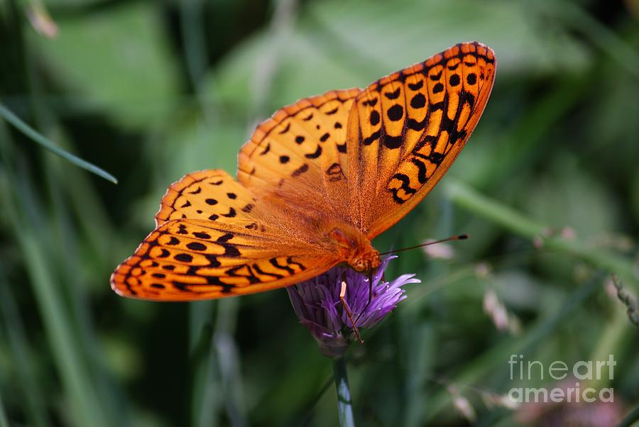 Butterfly Photograph - Fritillary Wings by Randy Bodkins