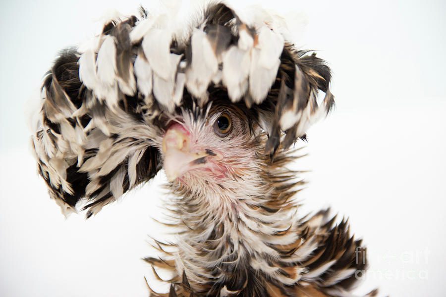 Frizzle Tolbount Polish Hen Photograph by Jeannette Hunt