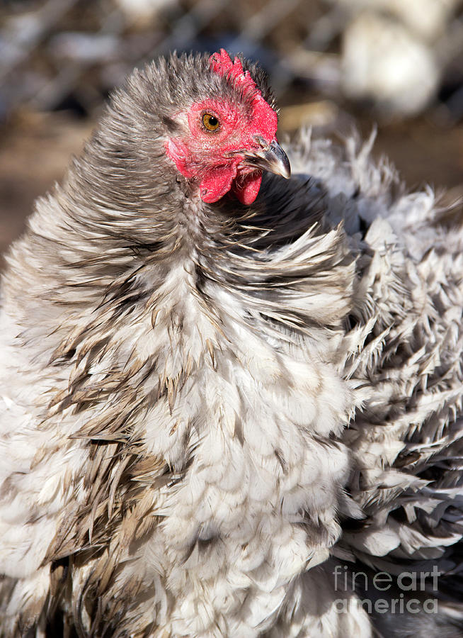 Frizzled Cochin Hen Photograph by Jeannette Hunt