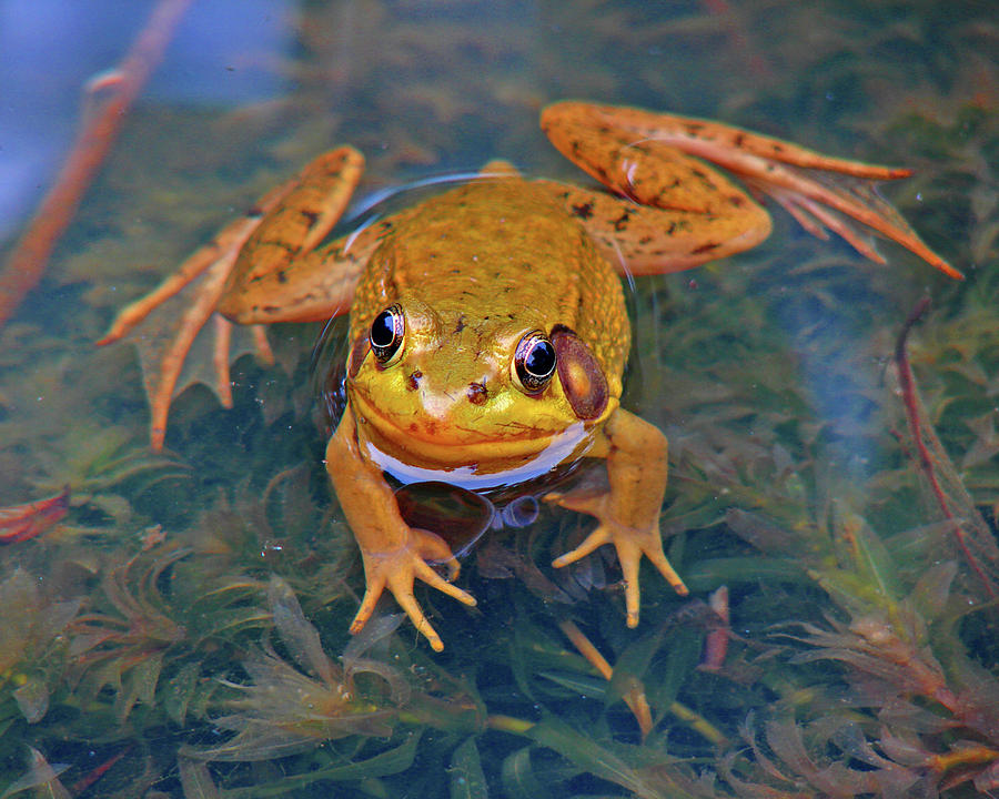 Frog 1 Photograph by Diana Douglass