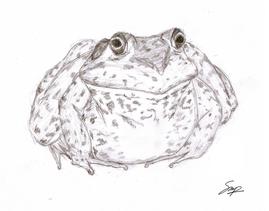 Frog 1 Drawing by Steven Powers SMP