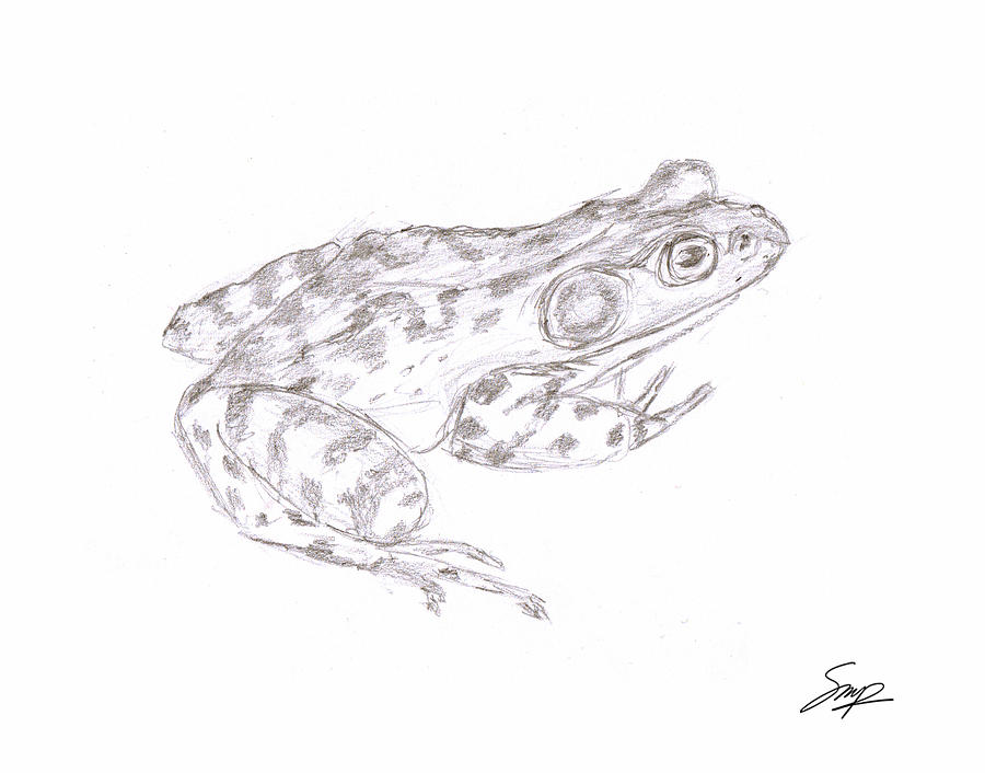 Frog 3 Drawing by Steven Powers SMP