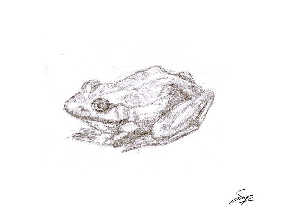 Frog 4 Drawing by Steven Powers SMP