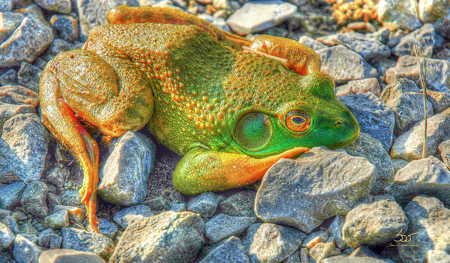 Frog 42 Photograph by Sam Davis Johnson