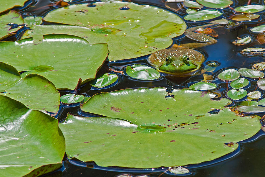 Frog amongst the lilypads Photograph by David Freuthal