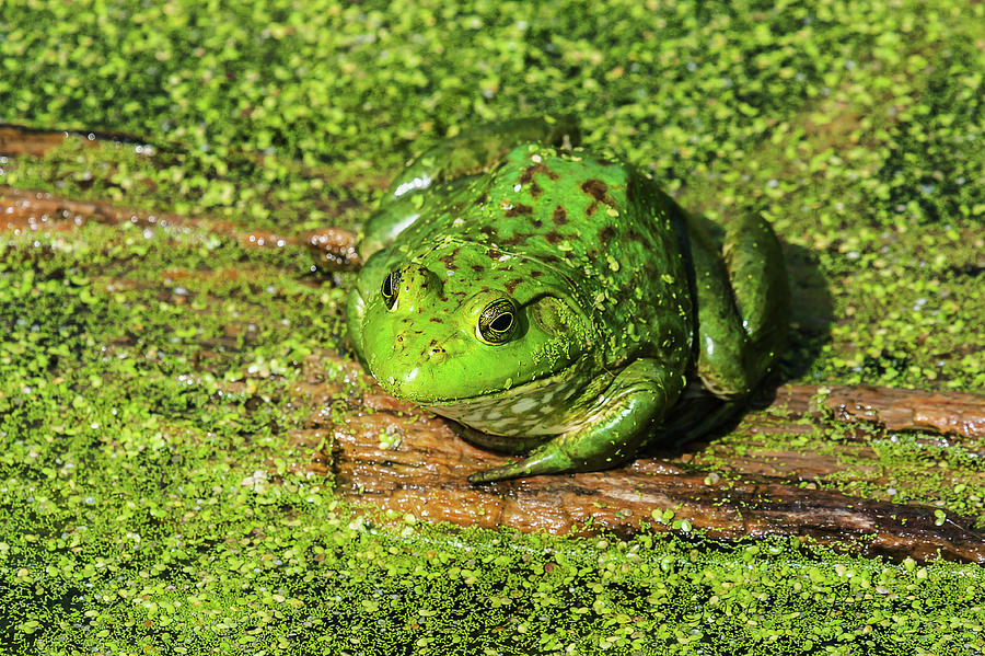Frog And Duck Weed Photograph by Ed Peterson