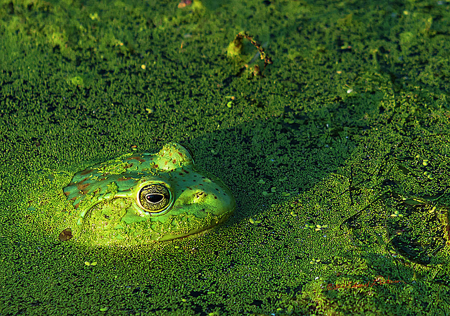 Frog And Duckweed Photograph by Ed Peterson