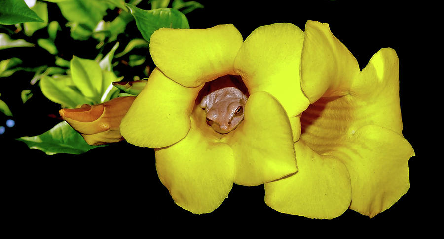 Frog And Flower Photograph