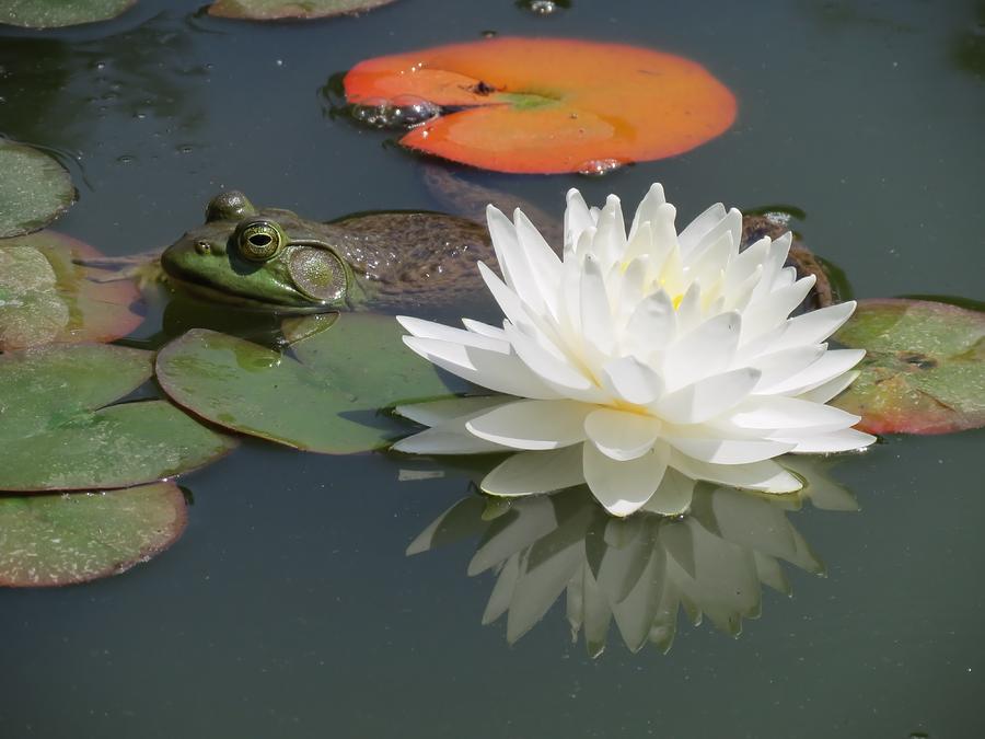 Frog and Lily Photograph by MTBobbins Photography
