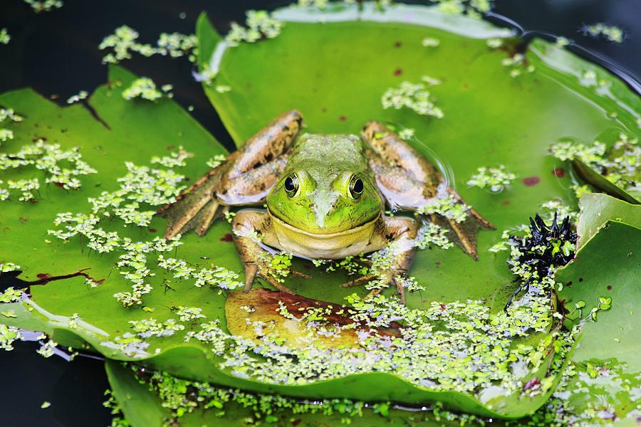 Frog and lily pad Photograph by Ronda Ryan