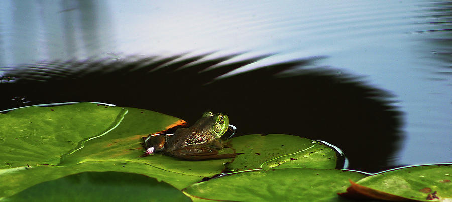 Frog and Lilypad 3072 H_2 Photograph by Steven Ward