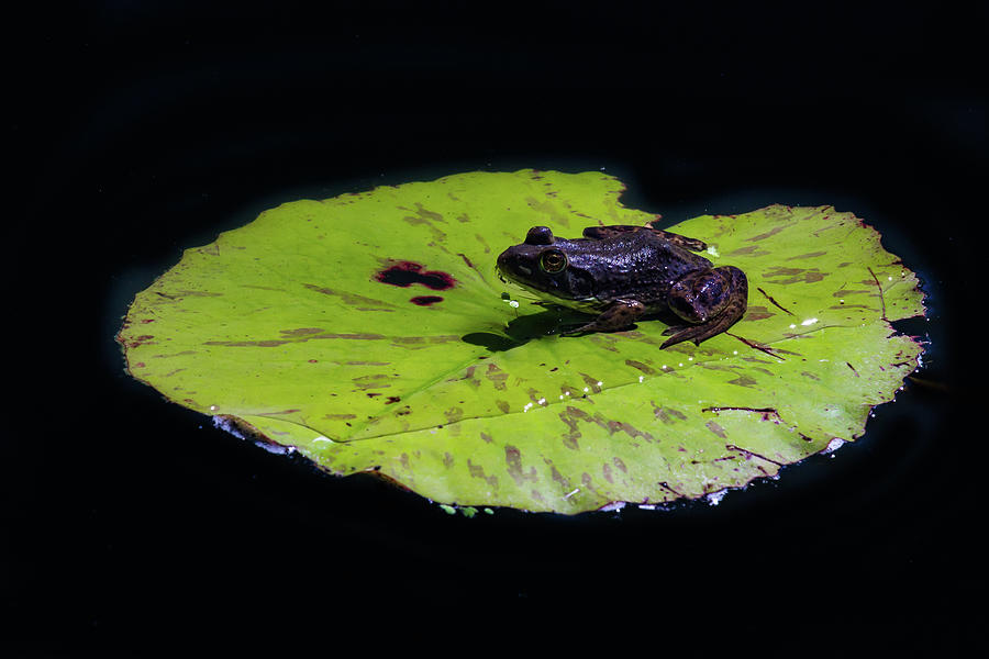 Frog and Lilypad Photograph by Bill Wiebesiek