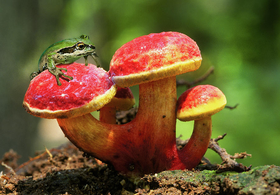 Frog and Mushroom Photograph by Buddy Mays - Pixels