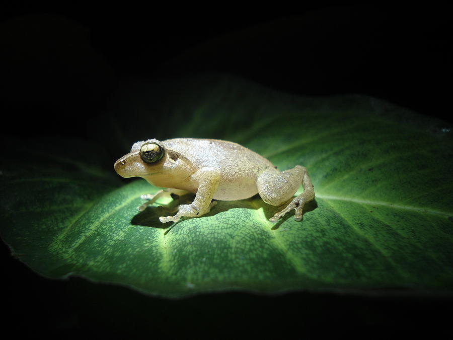 Frog at Night Photograph by Stephen Lovering - Pixels