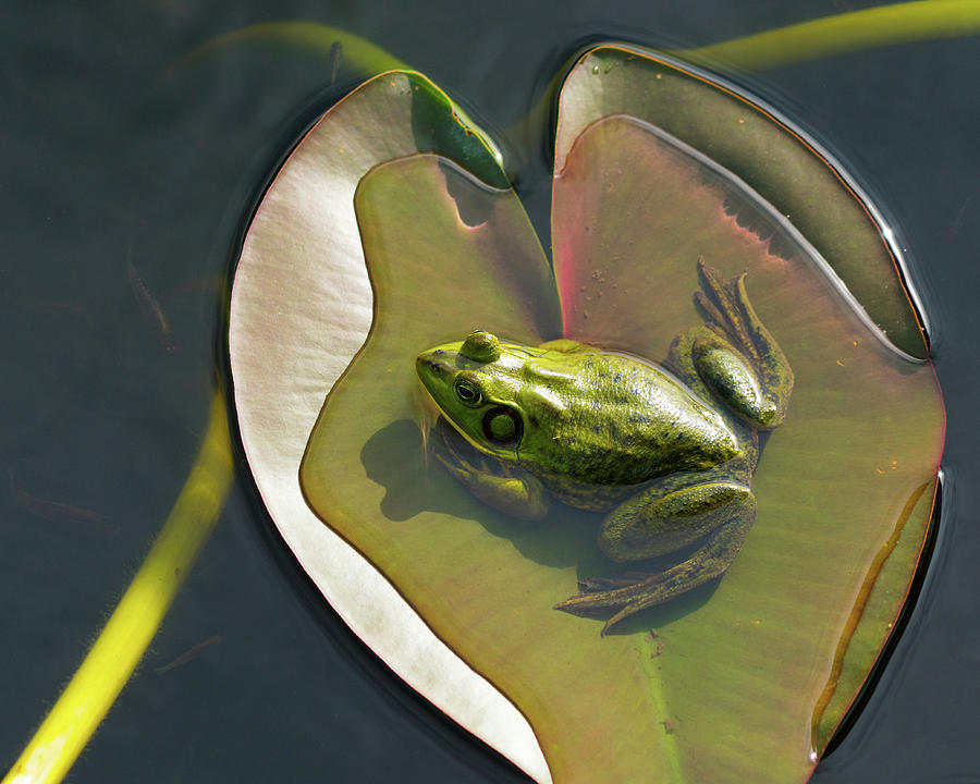 Frog Chilling on a Lilly Pad Delray Beach Florida Photograph by Lawrence S Richardson Jr
