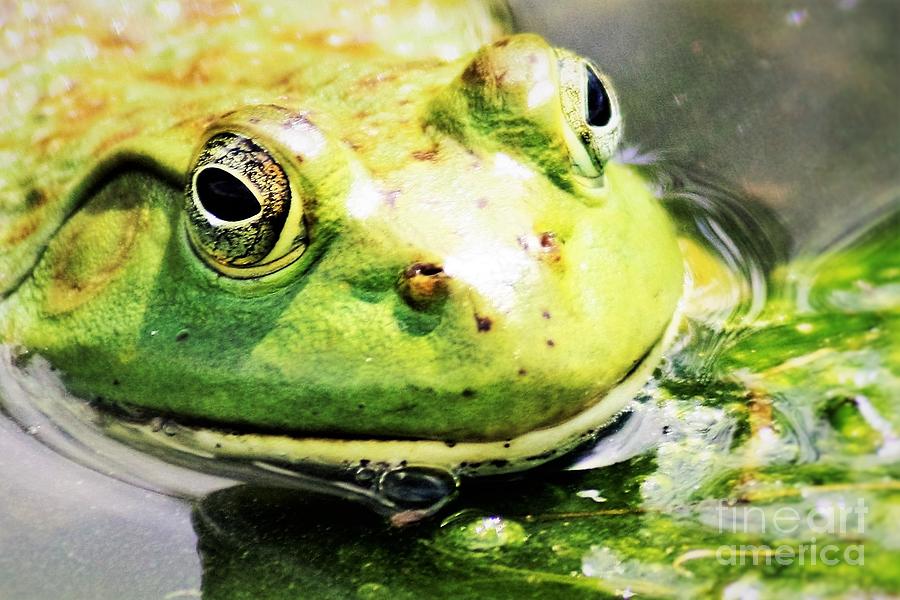 Frog Close Up Photograph by Nick Gustafson
