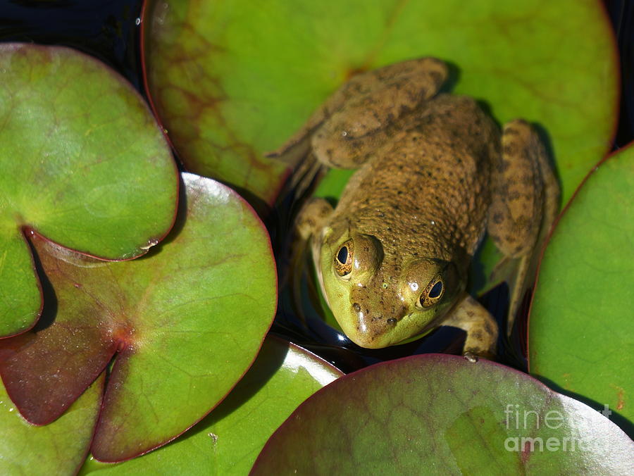 Frog Photograph by Elena Alexandrova
